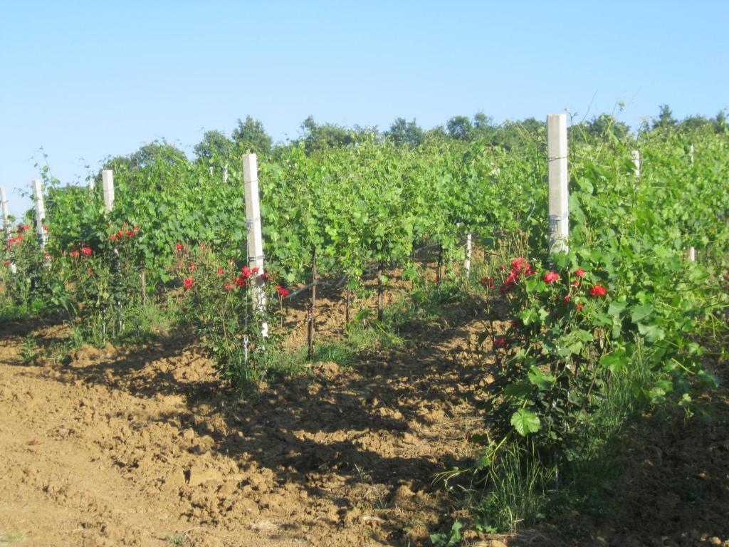 Agriturismo Consalvi Valentina Маршано Екстериор снимка